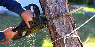 Why Choose Our Tree Removal Services in Liberty, TX?