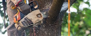 Best Arborist Consultation Services  in Liberty, TX