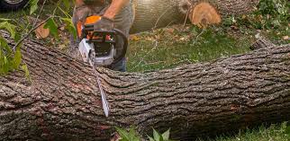 Best Tree Planting Services  in Liberty, TX