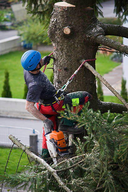 Best Lawn Mowing Services  in Liberty, TX