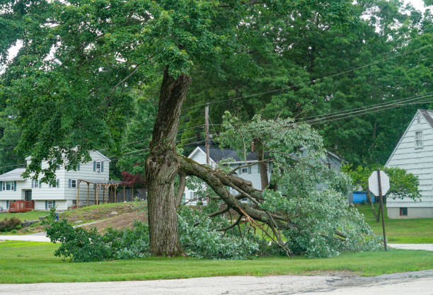 Best Leaf Removal Services  in Liberty, TX