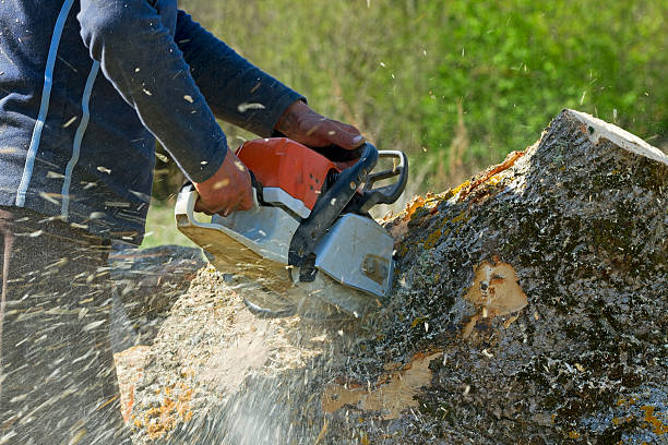 Best Hazardous Tree Removal  in Liberty, TX