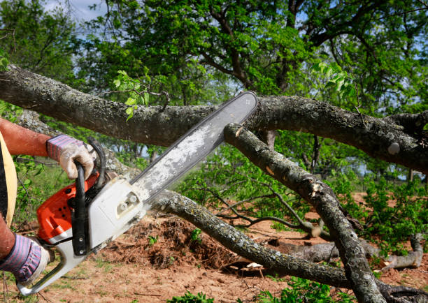 Best Lot and Land Clearing Services  in Liberty, TX