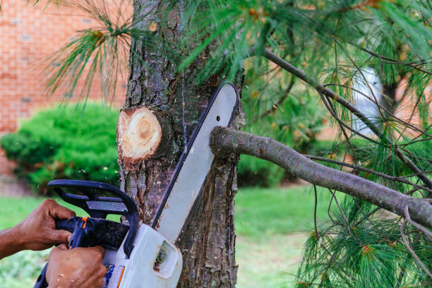 Best Fruit Tree Pruning  in Liberty, TX